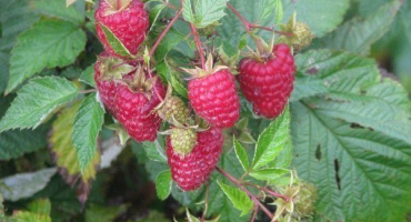 Odrůdové rysy malinového karamelu